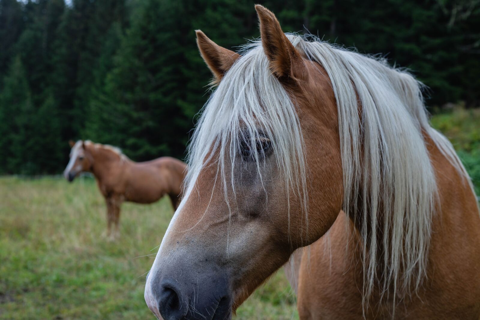 Canon EOS 6D Mark II sample photo. Haflinger, horse, horsehead photography