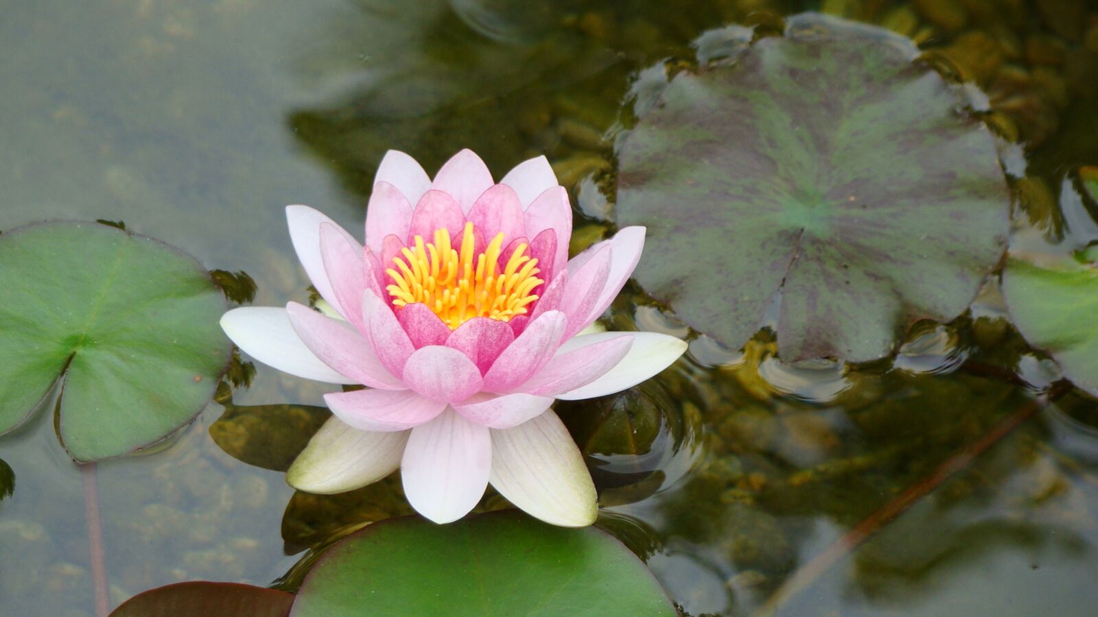 Sony Cyber-shot DSC-H50 sample photo. Lily, lotus, floating photography