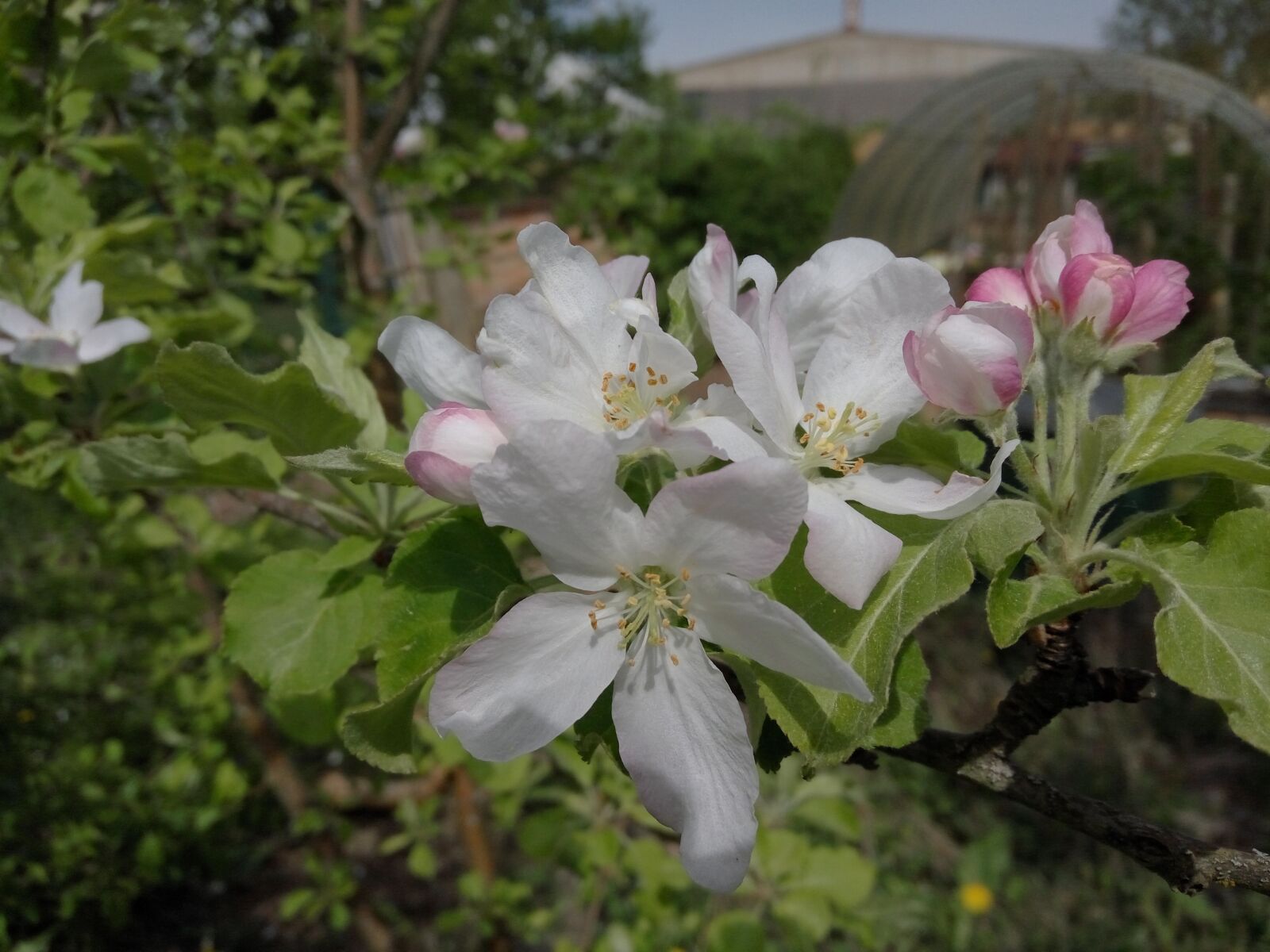 Xiaomi HM Note 2 sample photo. Apple blossom white-pink, flower photography