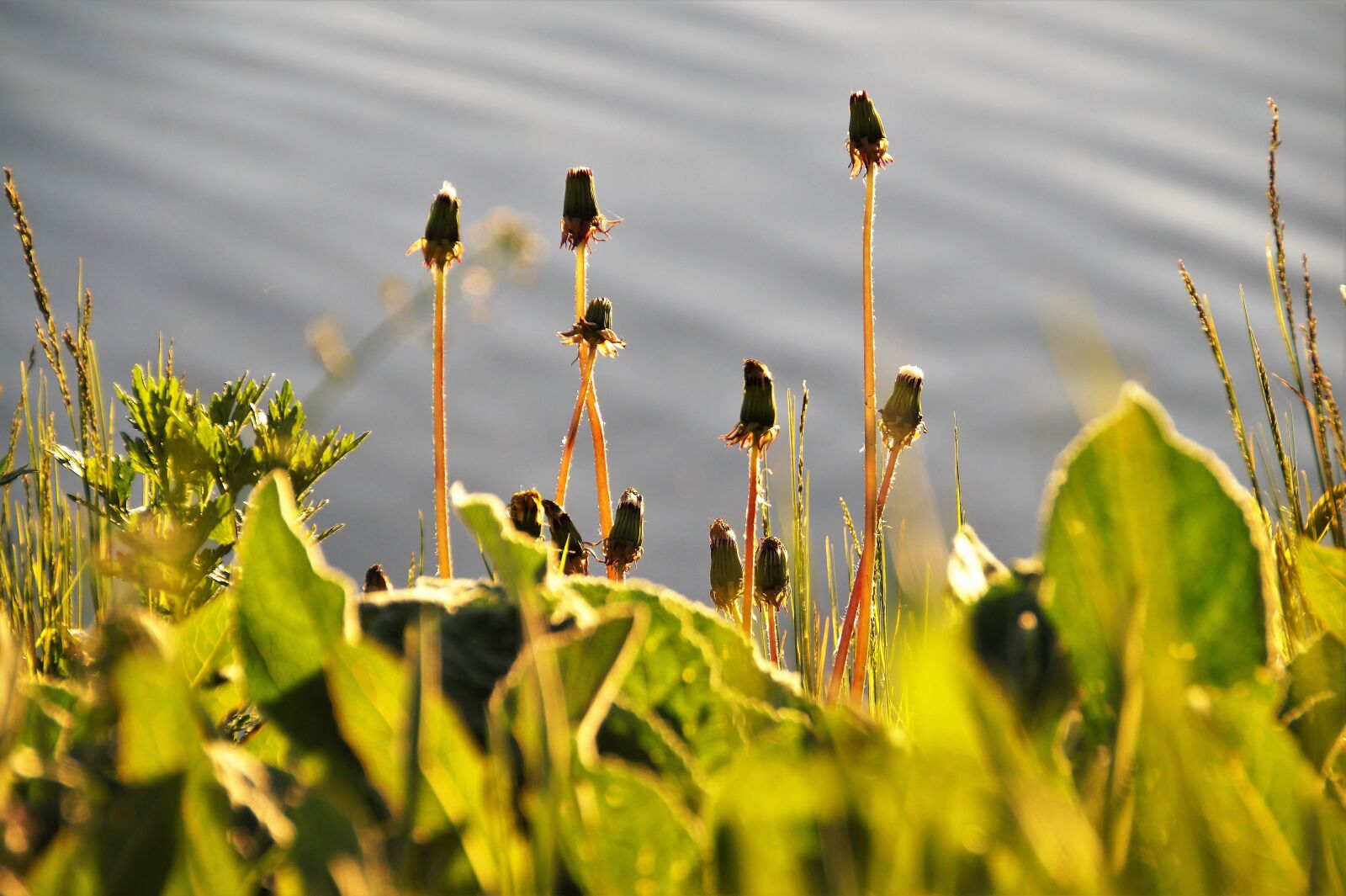 Sony SLT-A58 sample photo. Dandelions, flowering, spring photography