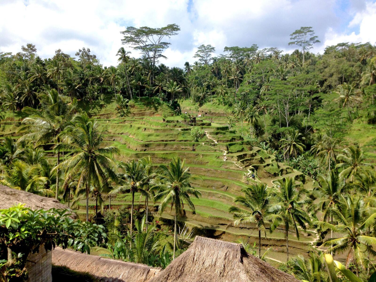 Apple iPhone 4S sample photo. Rice, green, palms photography