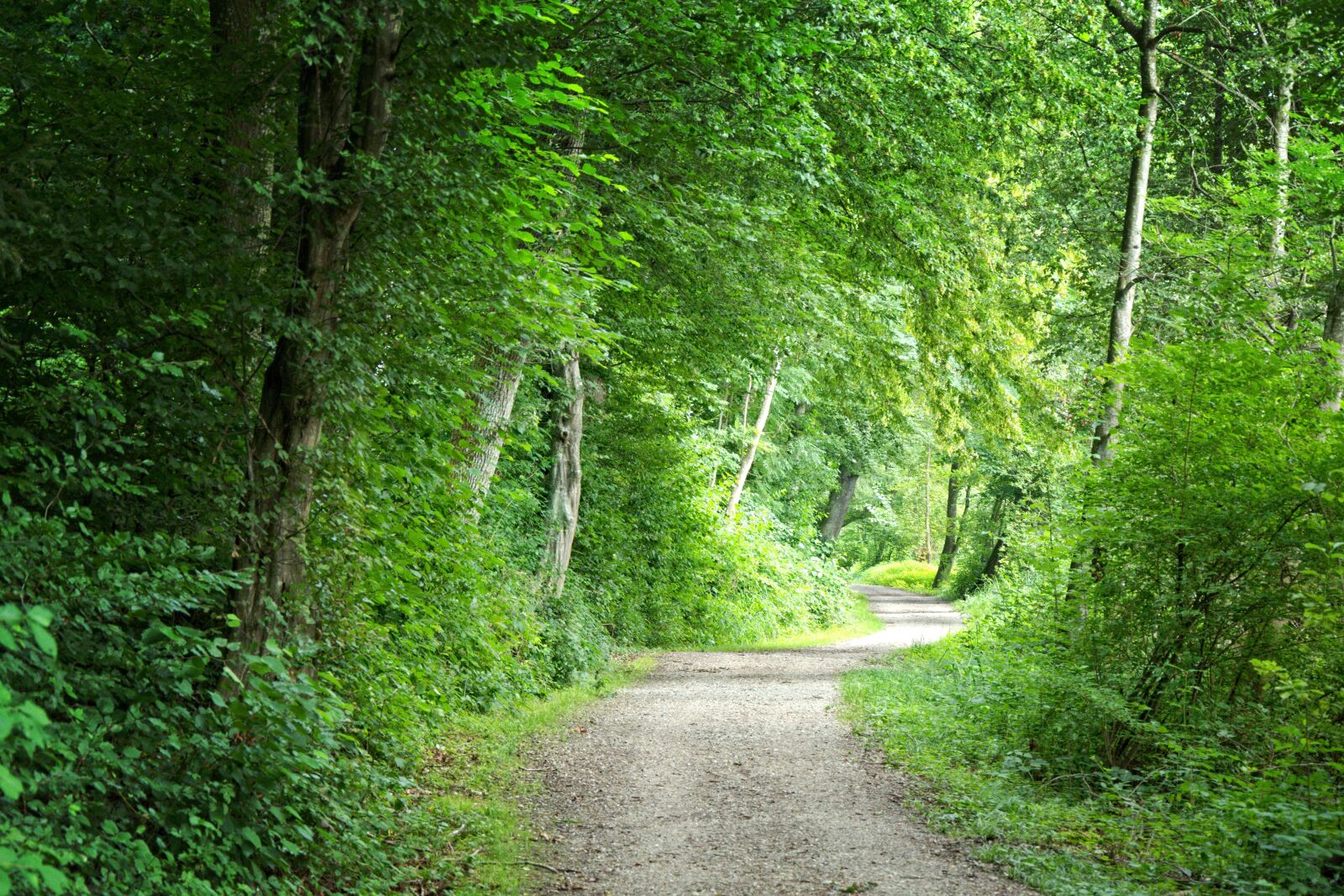 18.0-105.0mm f/3.5-f/5.6 sample photo. Away, forest, forest path photography