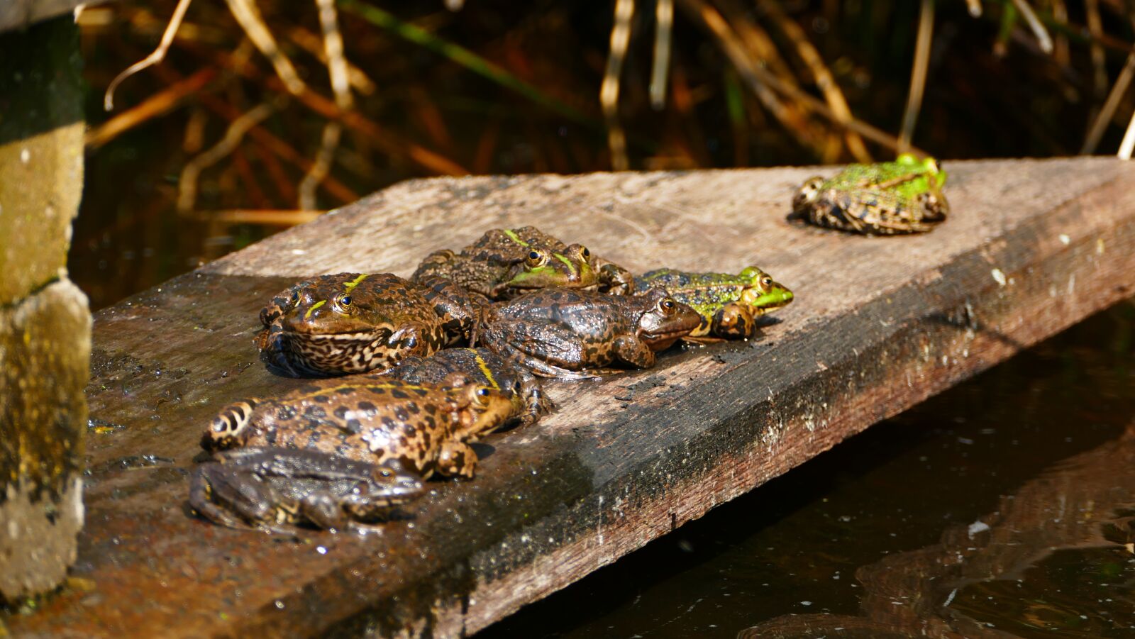 Panasonic Lumix DMC-FZ1000 sample photo. Frogs, amphibian, frog photography