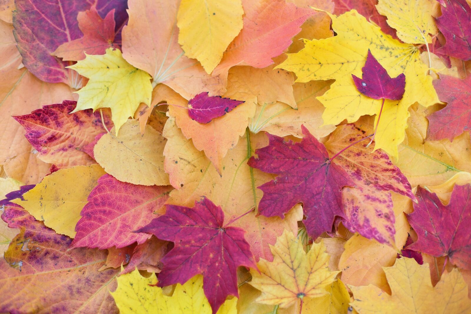 Canon EF 50mm F1.4 USM sample photo. Autumn leaves, colorful leaves photography