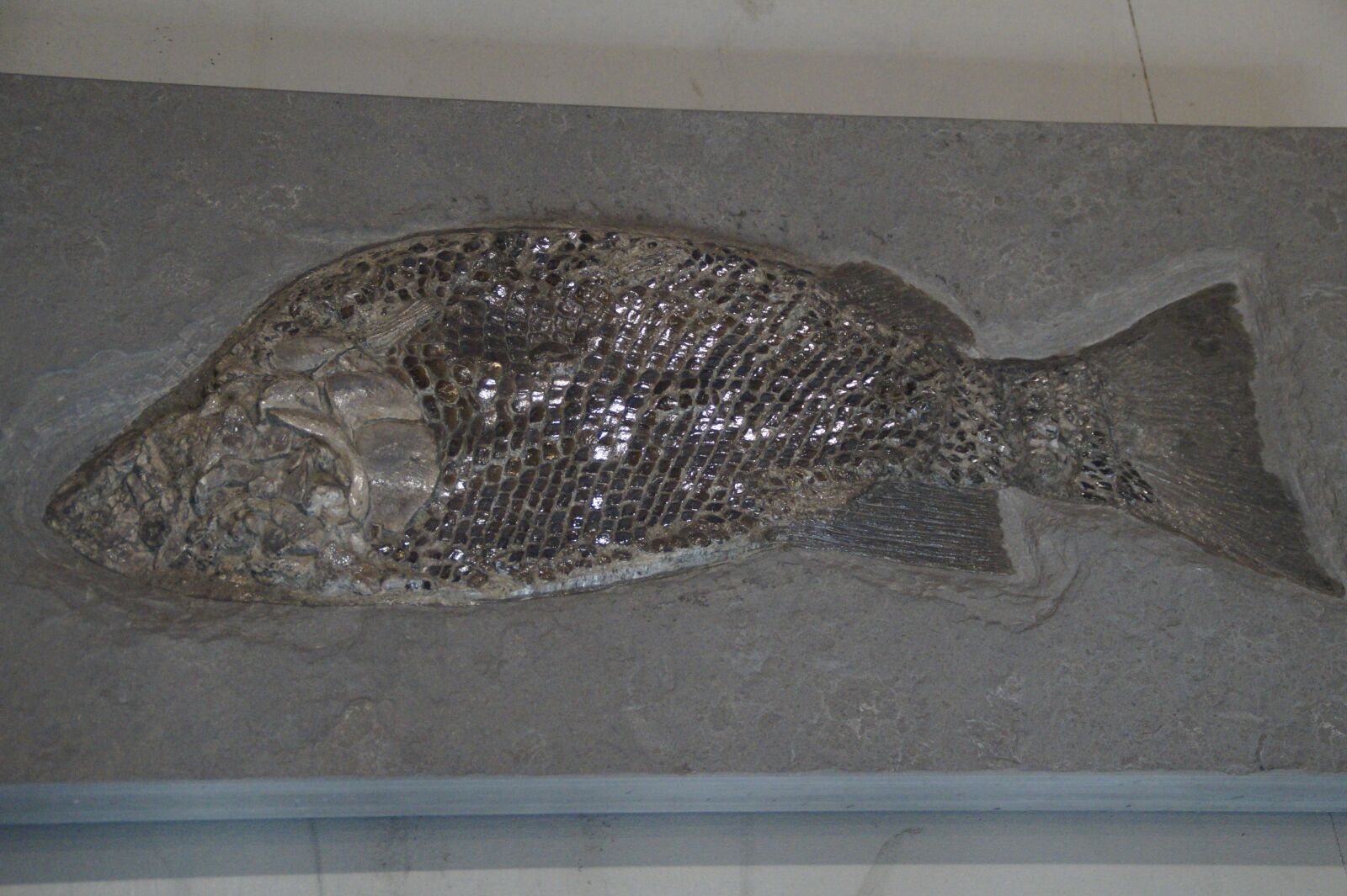 Sony SLT-A58 sample photo. Fossil, fossils, fish photography