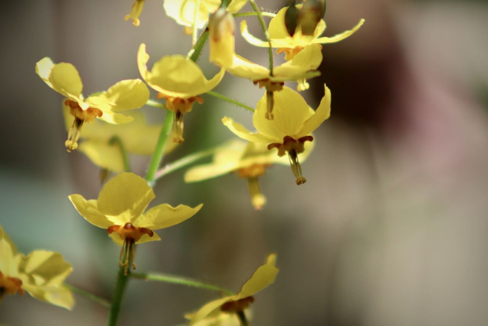 Canon EOS 77D (EOS 9000D / EOS 770D) sample photo. Fairy flower, flowers, ground photography