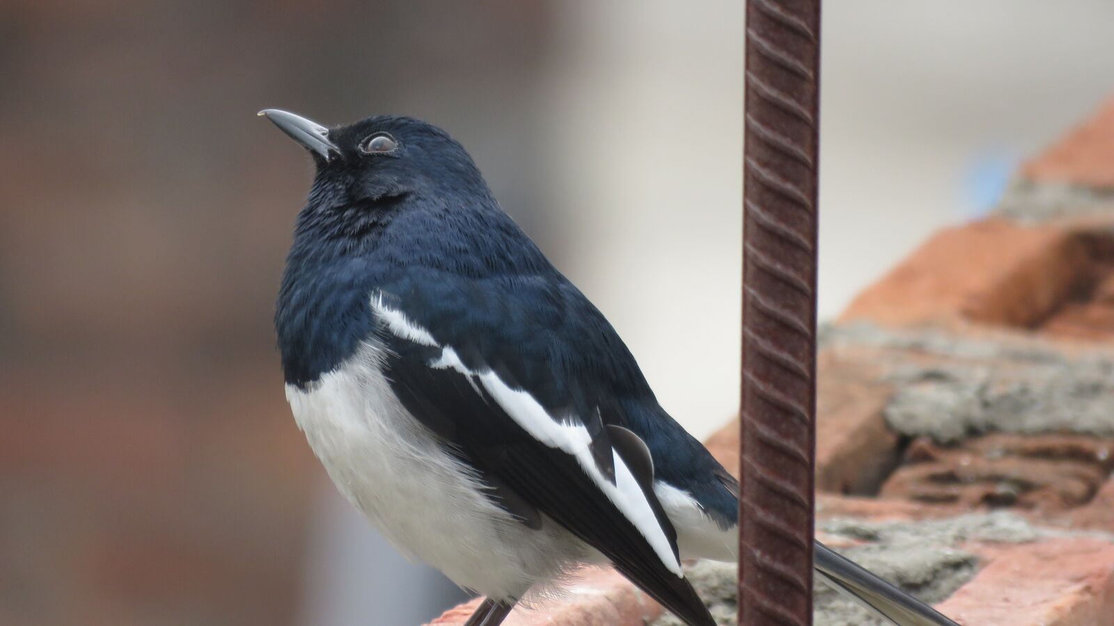 Canon PowerShot SX60 HS sample photo. Oriental magpie-robin, magpie-robin, magpie photography