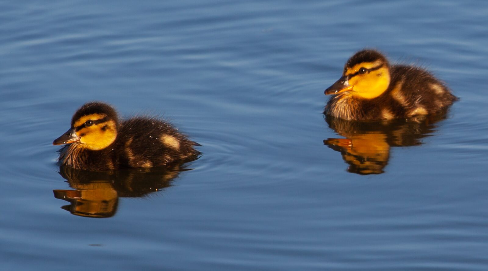 Canon EF 70-200mm F4L USM sample photo. Ducklings, baby ducks, duckling photography