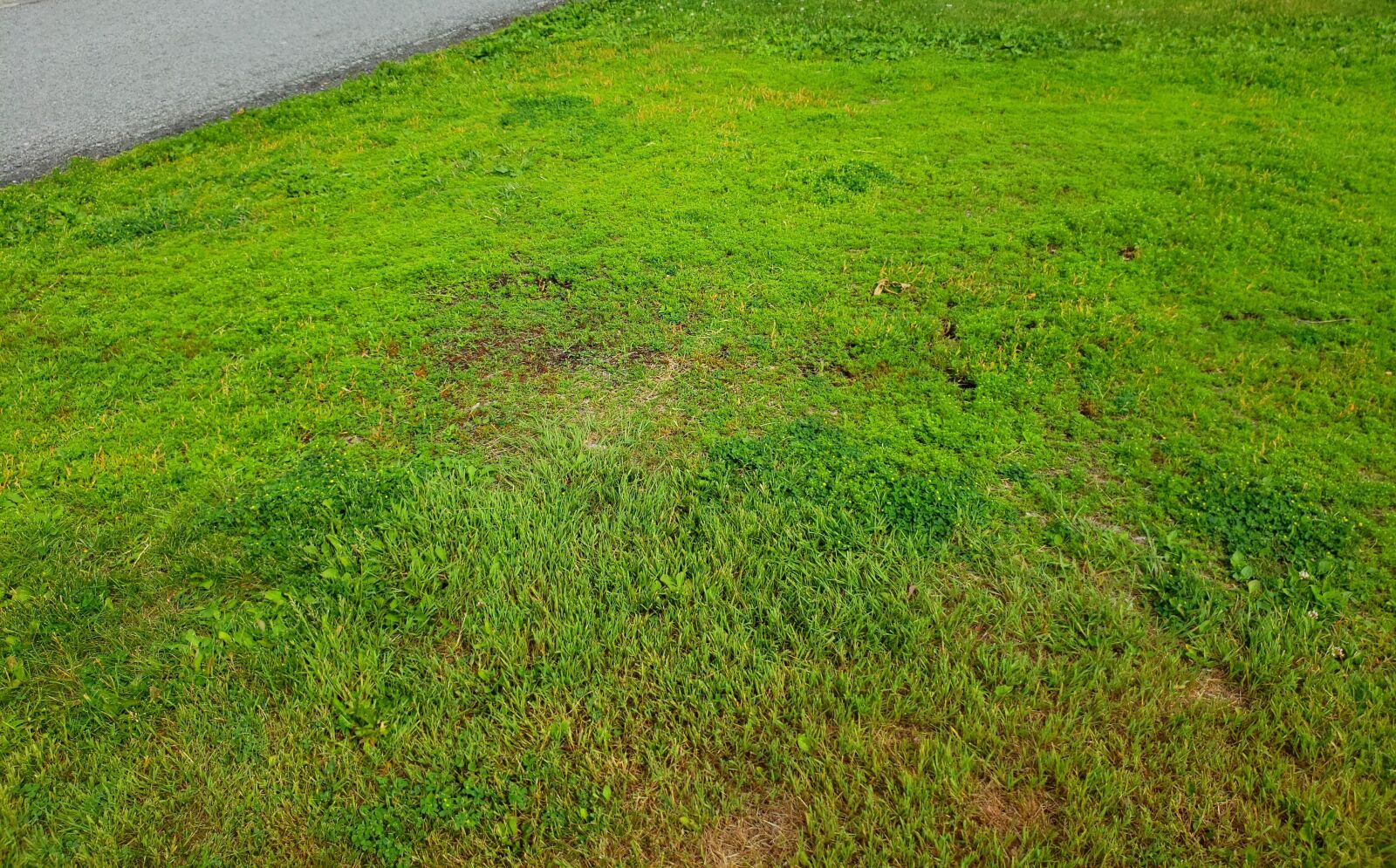 Samsung Galaxy S9+ sample photo. Plants, moss, grass photography