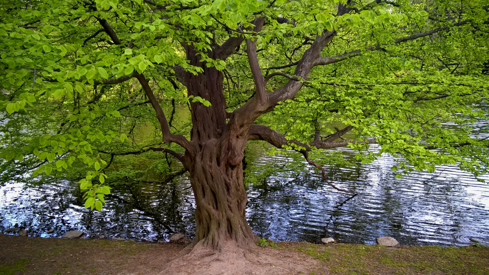 Nokia Lumia 830 sample photo. Lake, tree photography