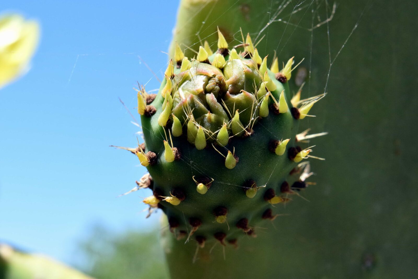 Nikon D3300 sample photo. Desert, flower, sharp, flora photography