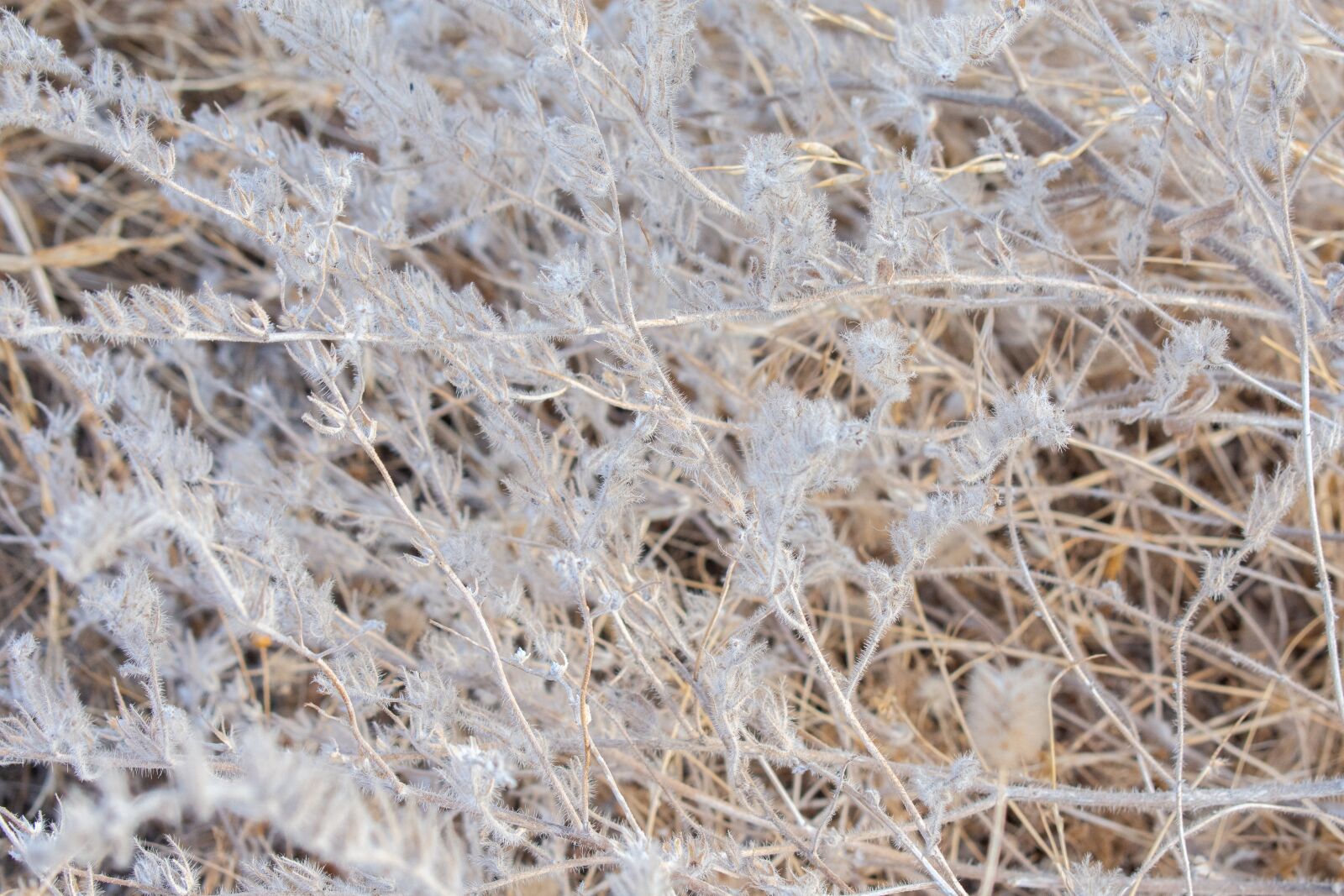 Nikon D7200 sample photo. Autumn, dried flowers, nature photography