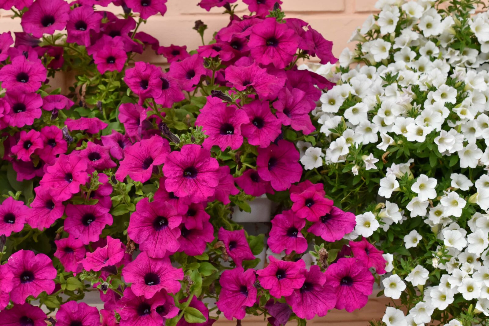 Nikon D5500 sample photo. Flowerpot, flower, summer, flowers photography