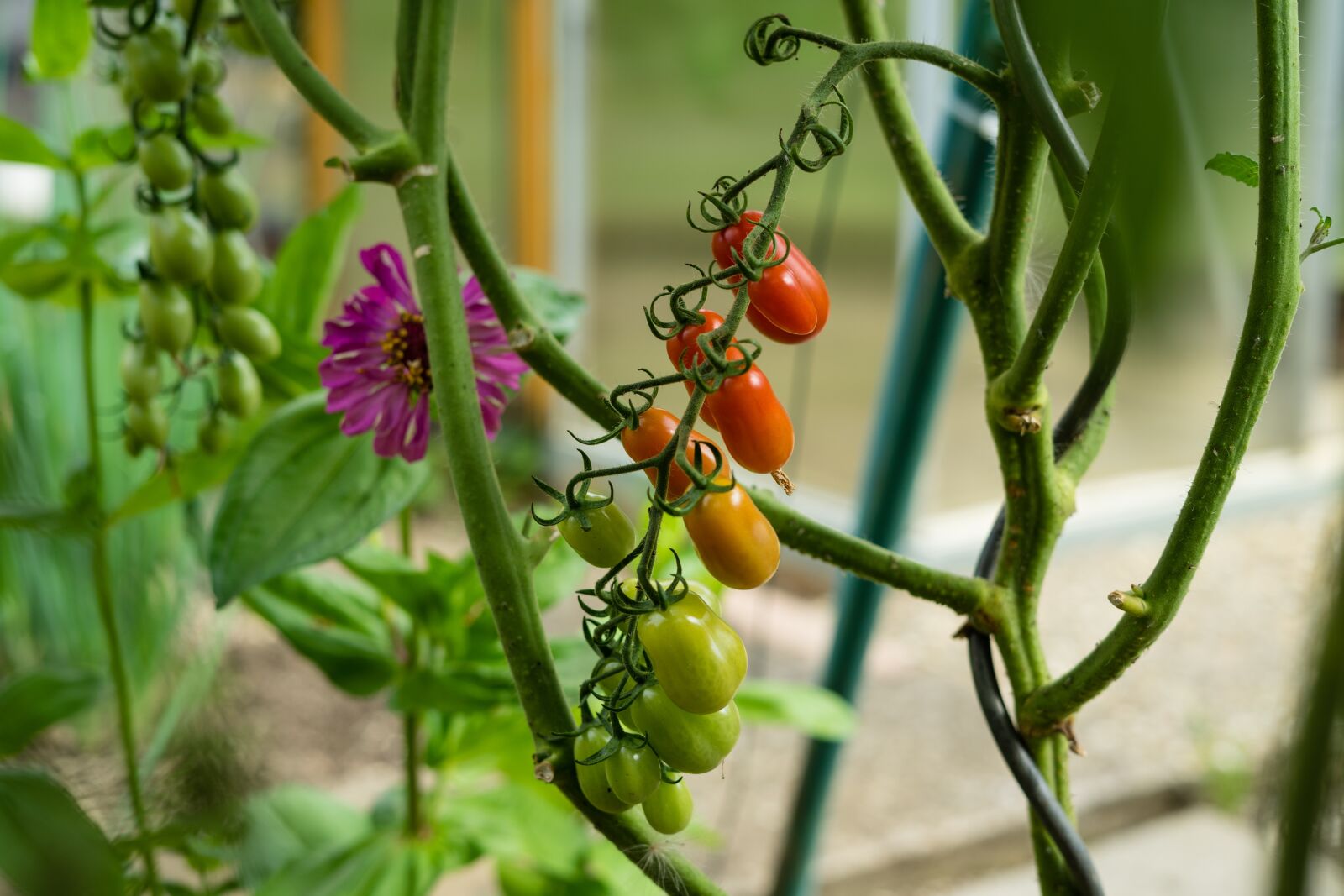 Sony FE 50mm F1.8 sample photo. Tomato, garden, vegetables photography