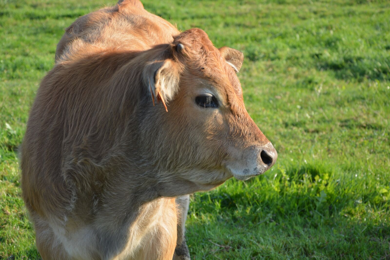 Nikon D5200 sample photo. Cow, cowhide, young cow photography