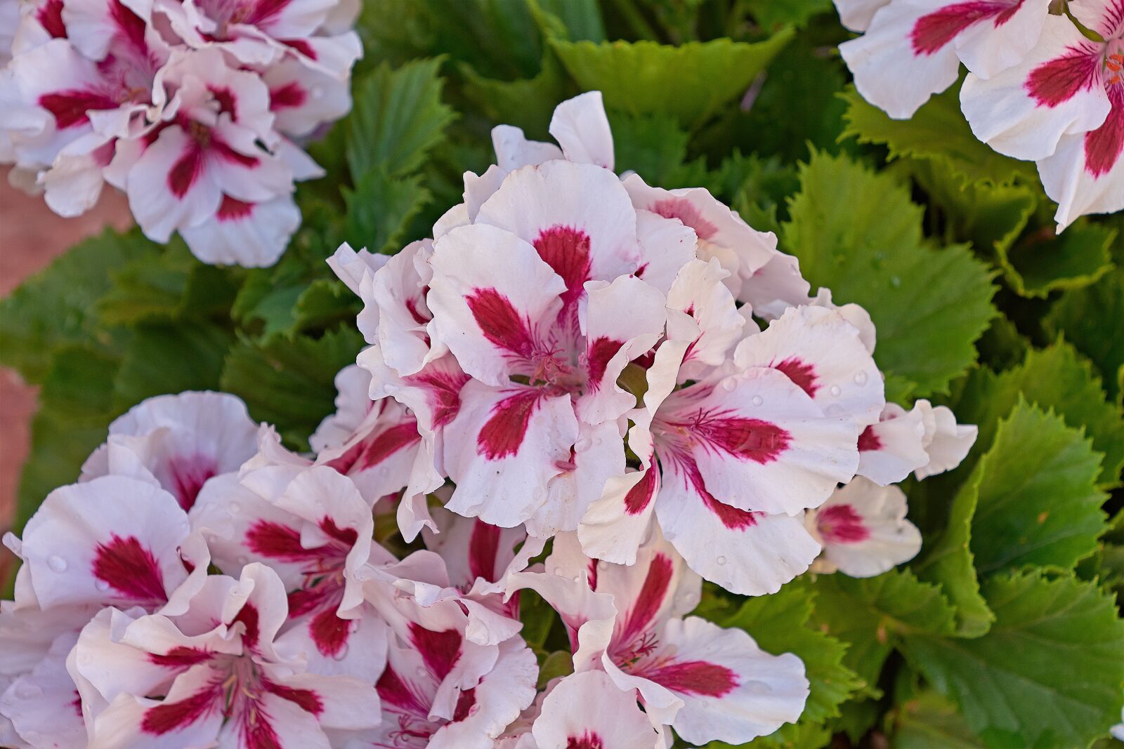 Nikon D7200 sample photo. Flower, color, nature photography
