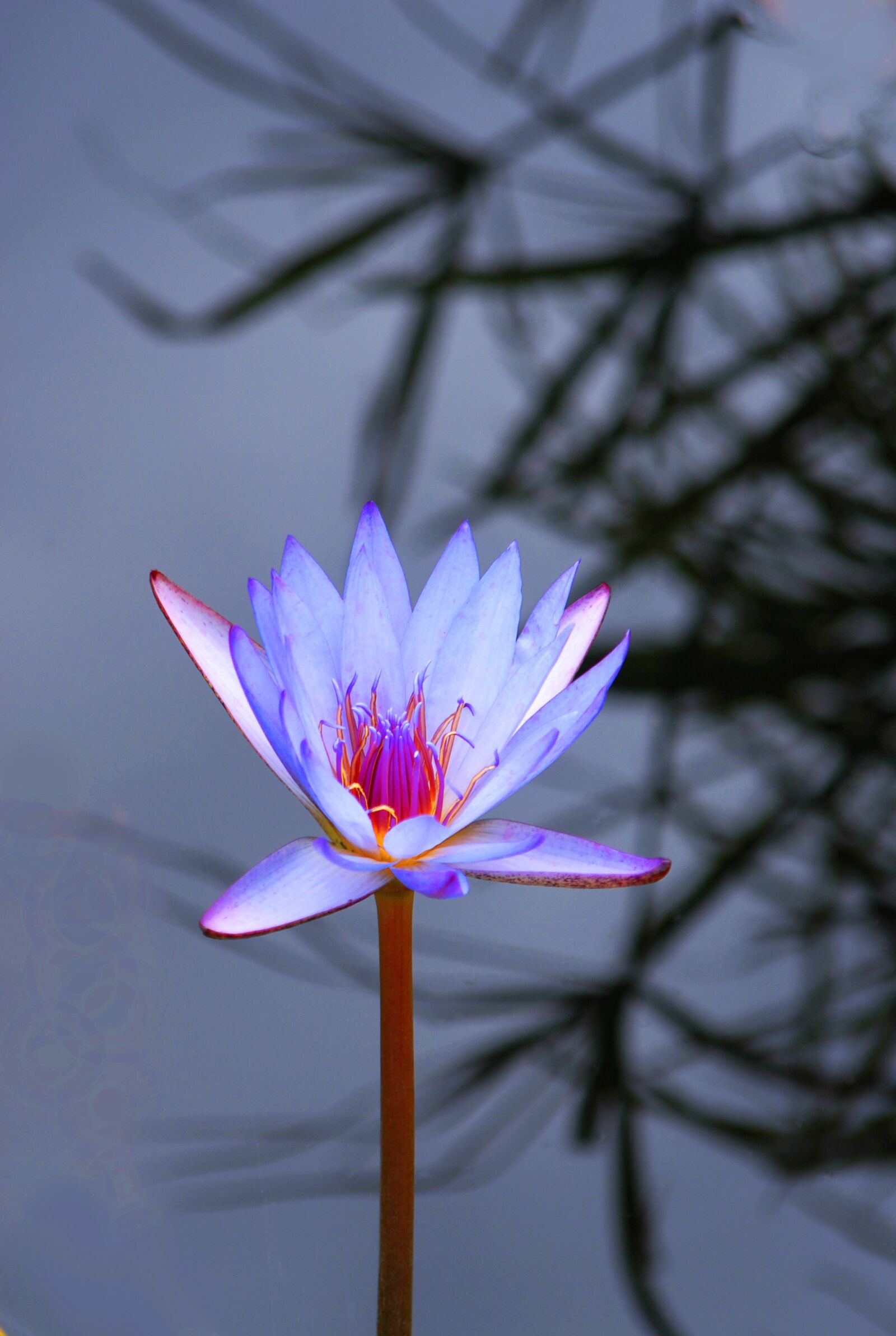 Nikon D200 sample photo. Lotus, water, nature photography