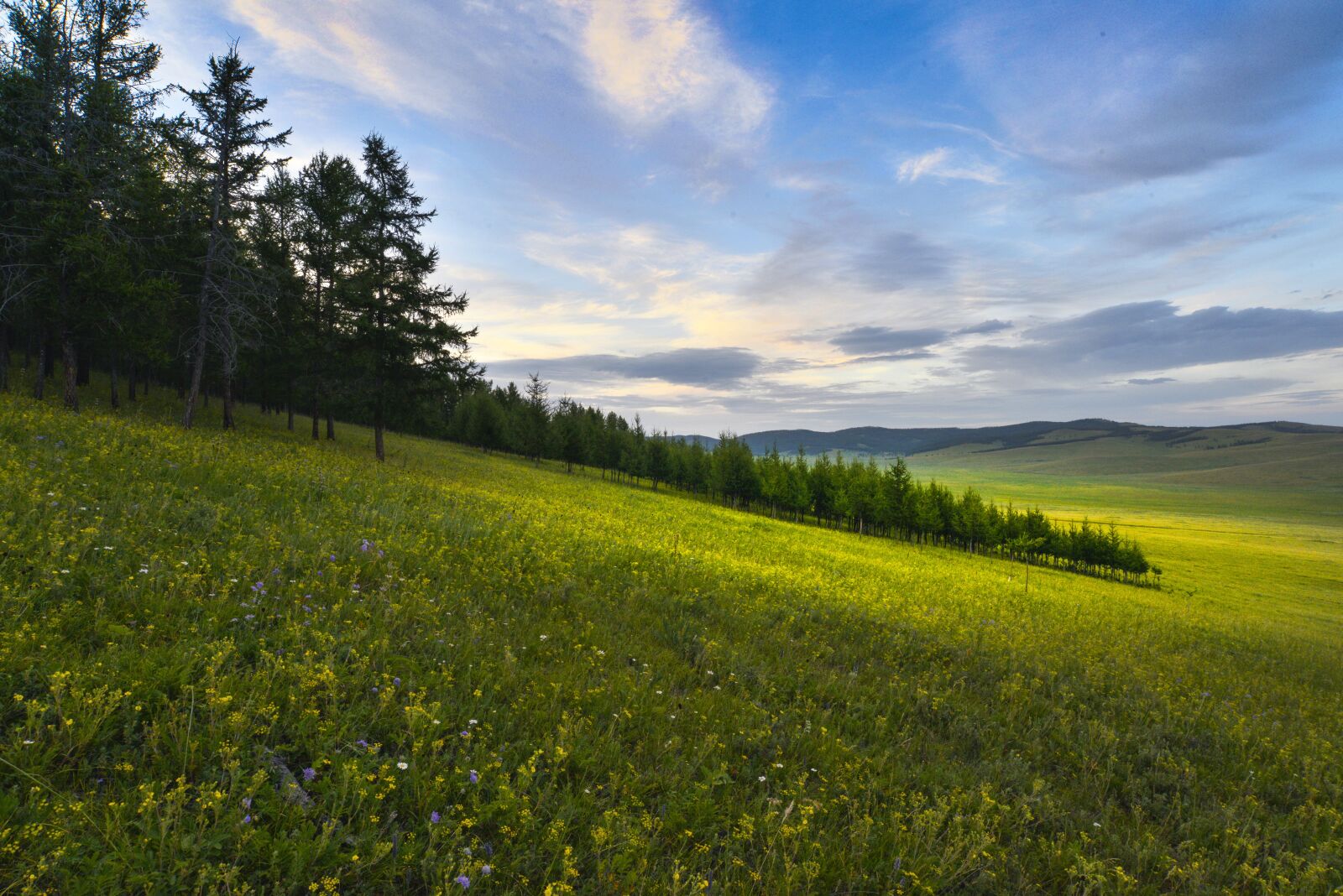 Nikon D800E sample photo. Meadow, flowers, spread photography