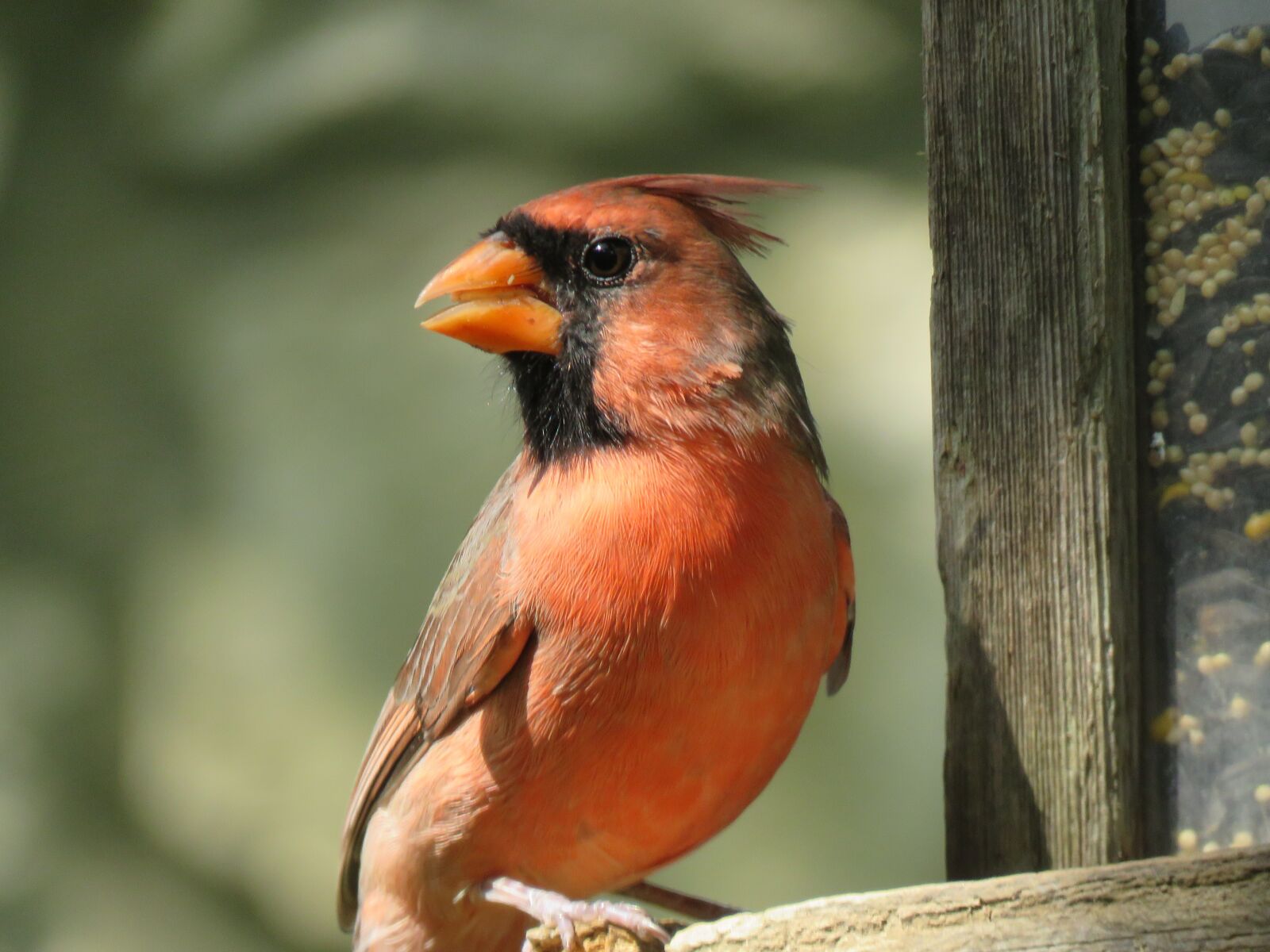 Canon PowerShot SX60 HS sample photo. Bird, adult cardinal, red photography