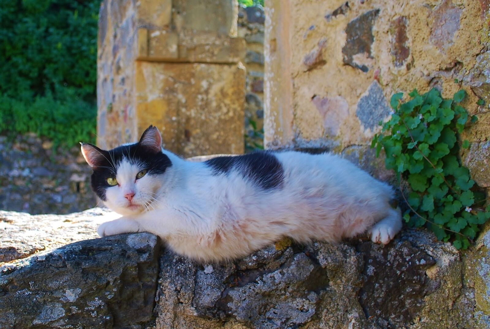 Nikon D60 sample photo. Cat, pet, relaxing photography