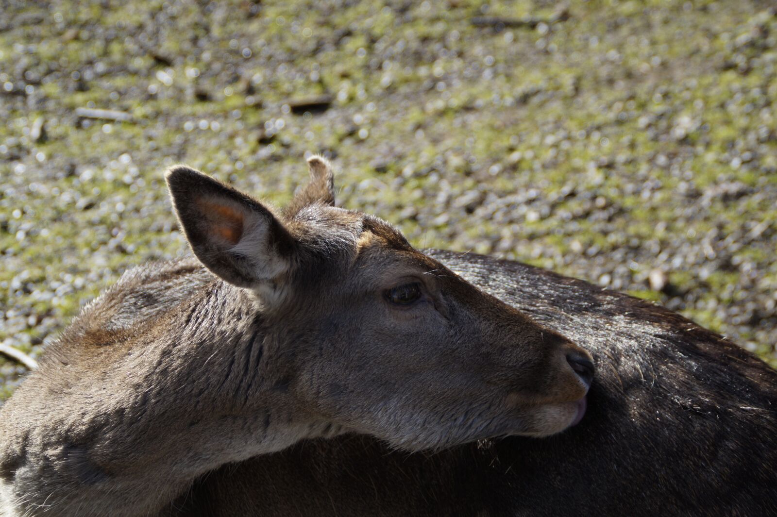 Sony SLT-A58 sample photo. Roe deer, ricke, animal photography