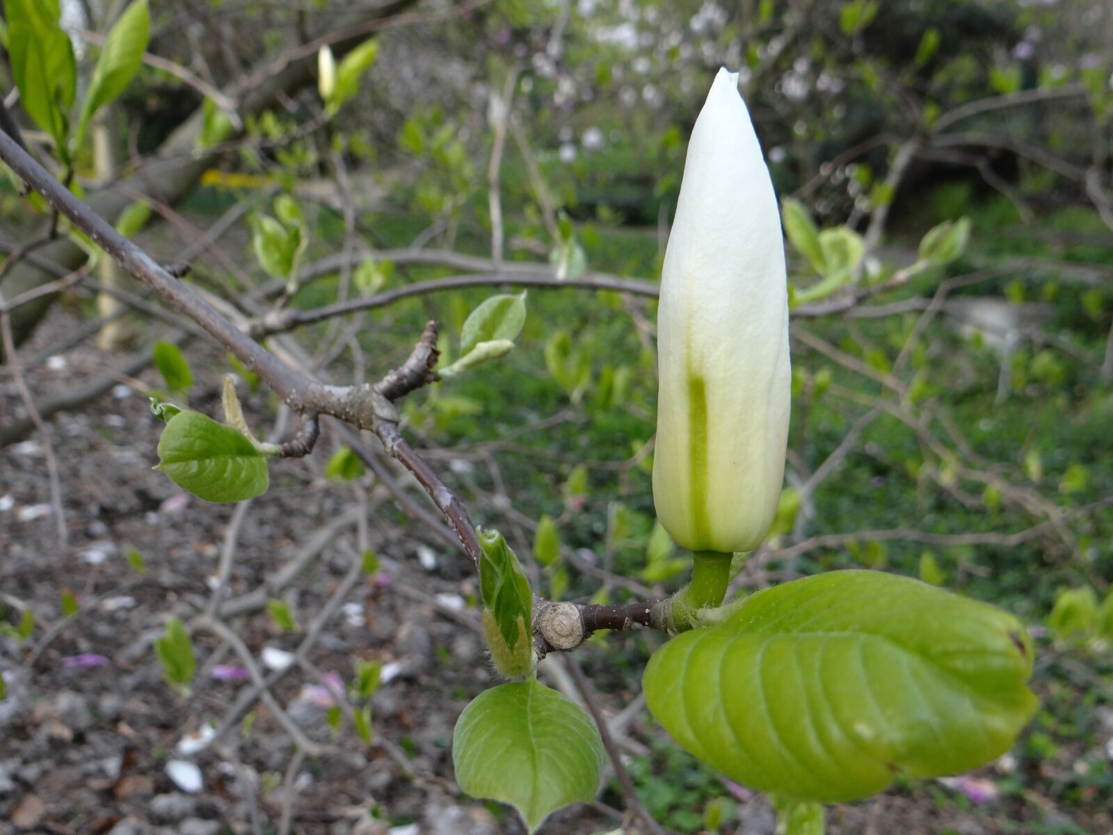 Sony DSC-HX200V sample photo. Magnolia, bud, botanical garden photography