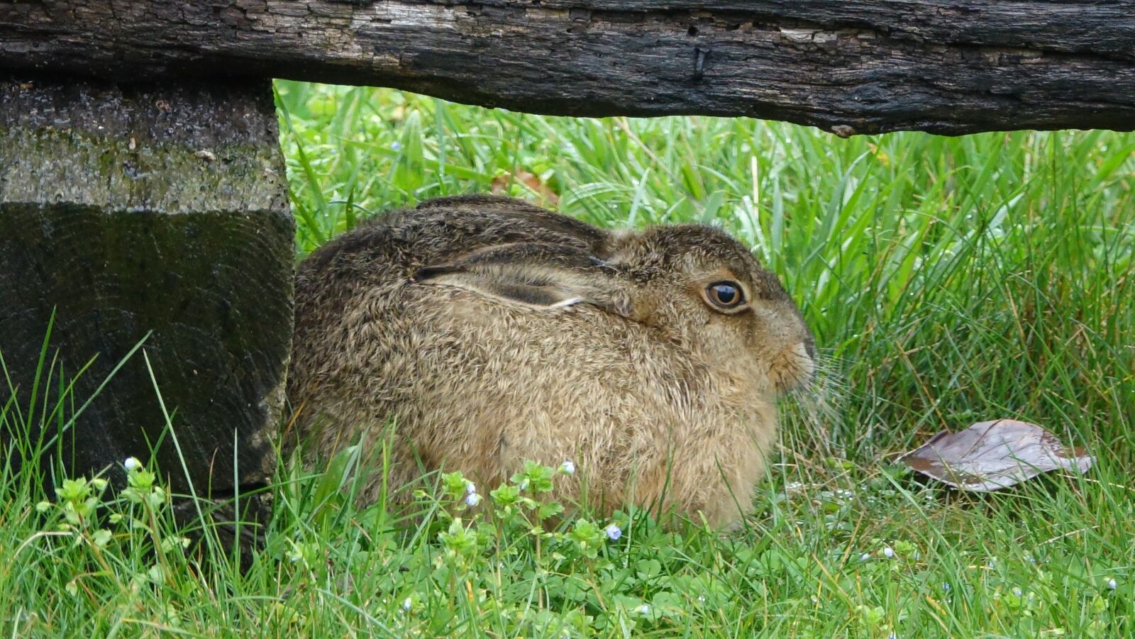 Sony Cyber-shot DSC-RX10 III sample photo. Lawn, nature, hare photography
