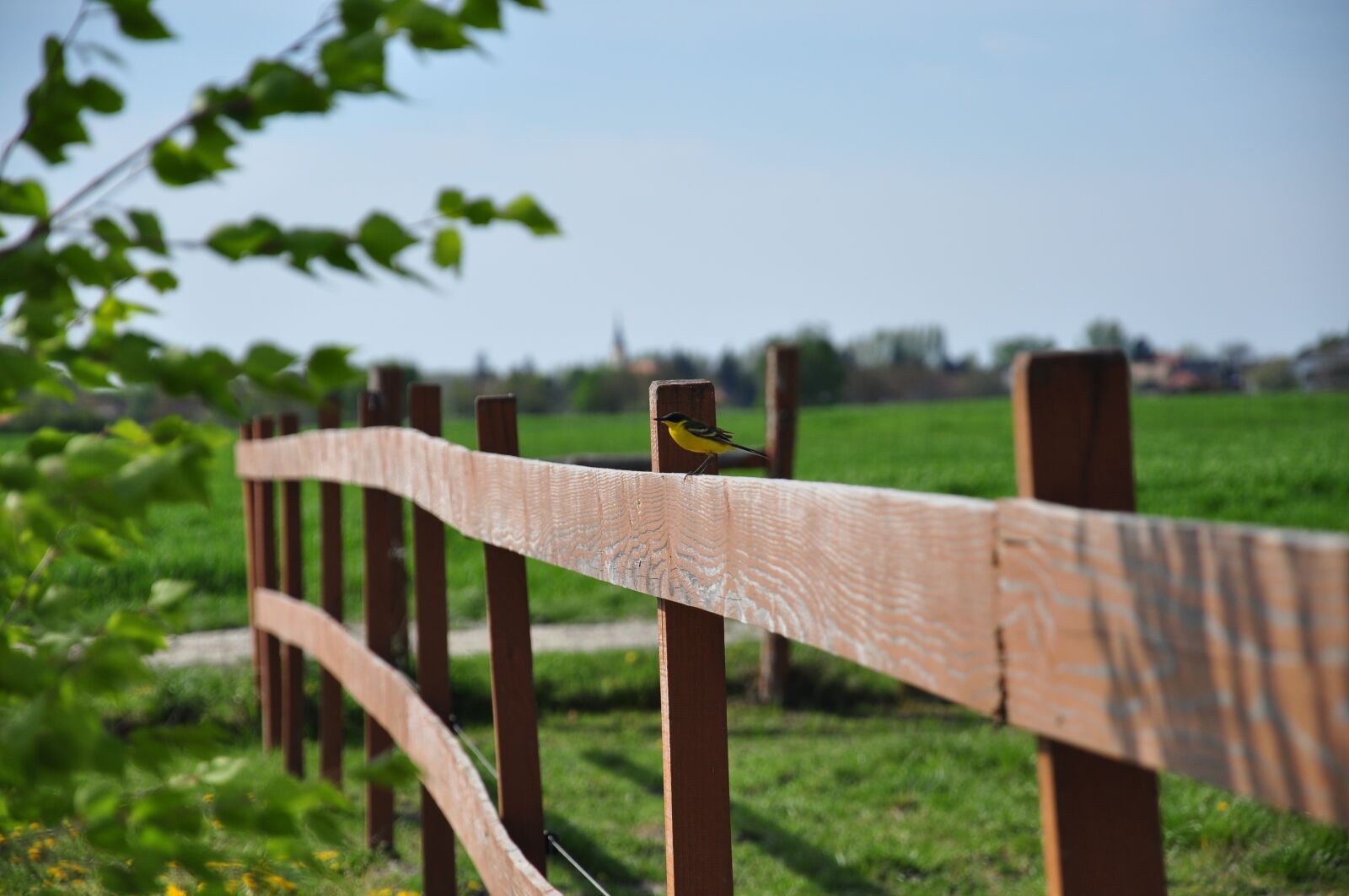 Nikon D90 sample photo. Fence, bird, wood photography