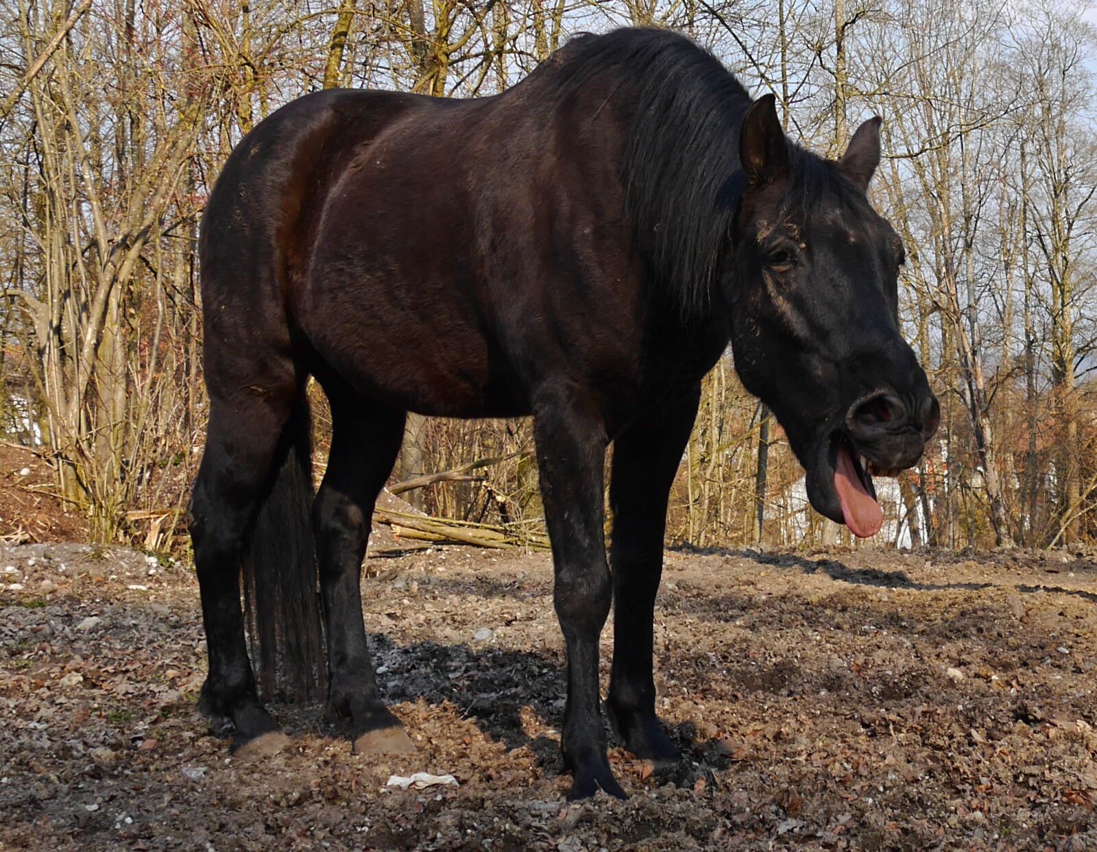 Panasonic Lumix DMC-G6 sample photo. Horses, paddock, animal photography