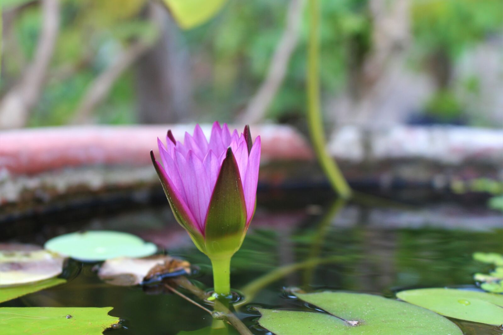 Canon EOS 700D (EOS Rebel T5i / EOS Kiss X7i) sample photo. Water lily, flower, purple photography