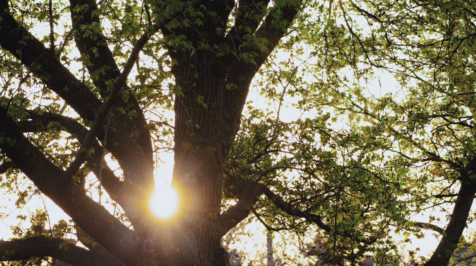 Canon EF75-300mm f/4-5.6 sample photo. Sun, sun peek, nature photography