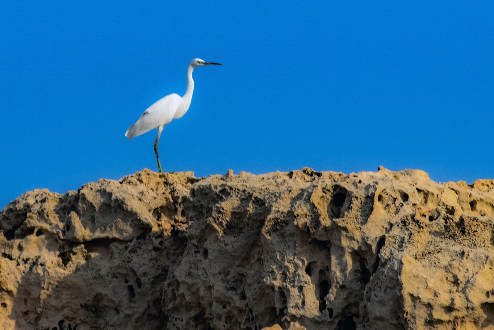 Nikon D3300 sample photo. Heron, bird, rock photography