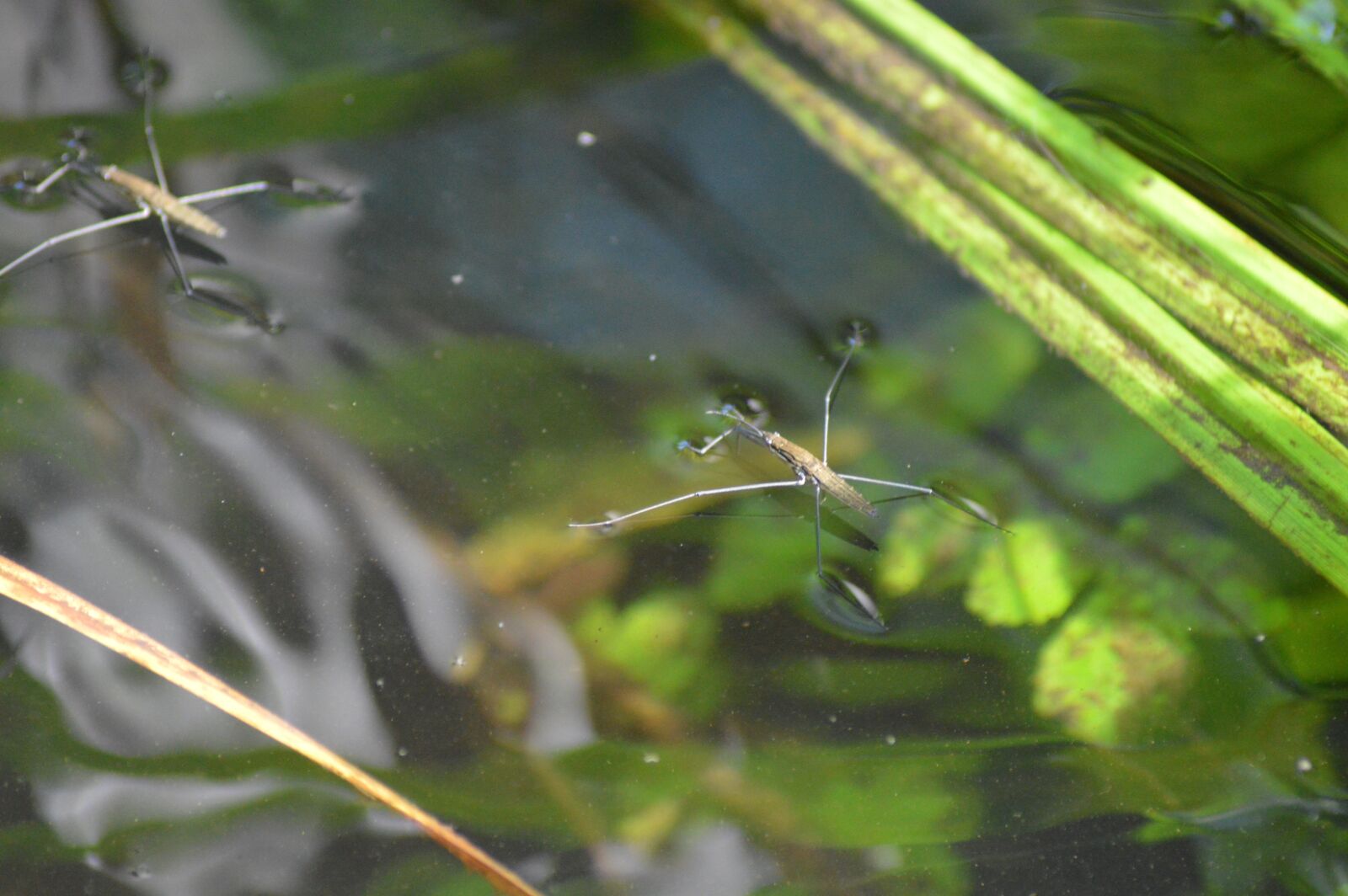 Nikon D3200 sample photo. Topik, water, insect photography