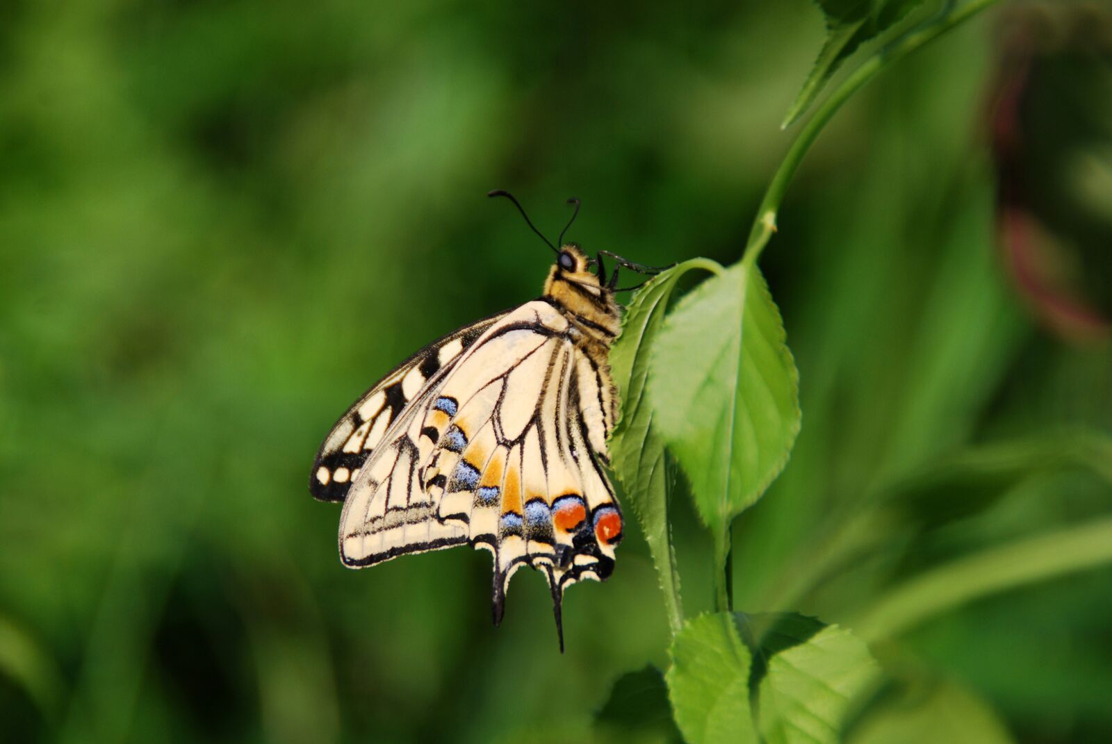 Nikon D40X sample photo. Butterfly, bug, insect photography
