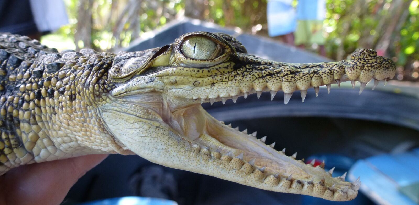 Panasonic Lumix DMC-ZS15 (Lumix DMC-TZ25) sample photo. Alligator, sri lanka, tooth photography