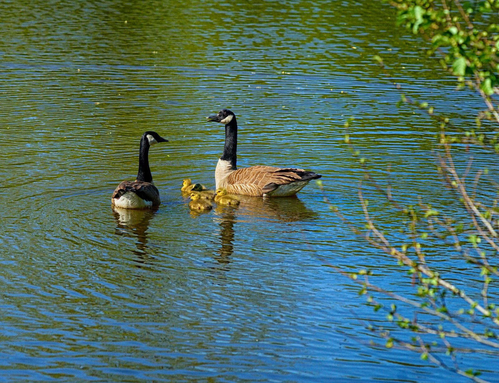 Sony a99 II sample photo. Canada geese, parents, young photography