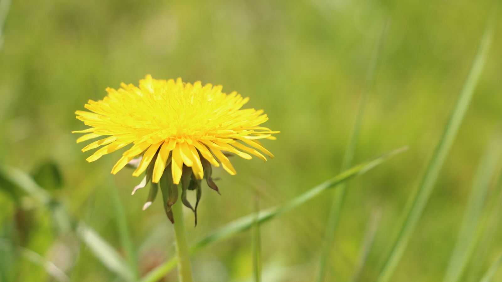 Canon EOS 760D (EOS Rebel T6s / EOS 8000D) sample photo. Flower, meadow, summer photography