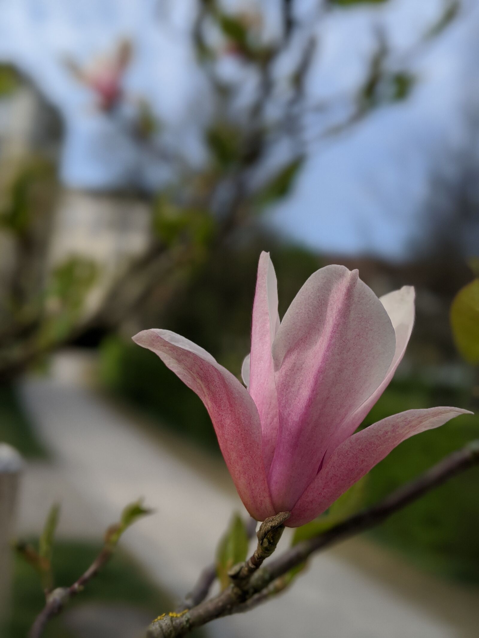 Google Pixel 3 sample photo. City flower, city, spring photography
