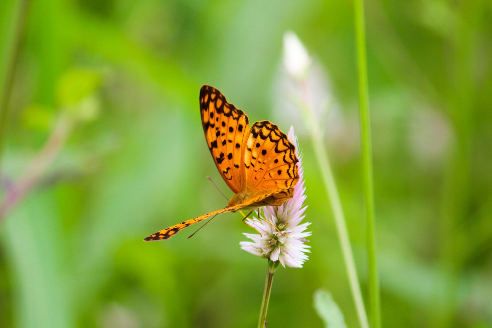 Canon EOS 700D (EOS Rebel T5i / EOS Kiss X7i) sample photo. Butterfly, caterpillar, nature photography
