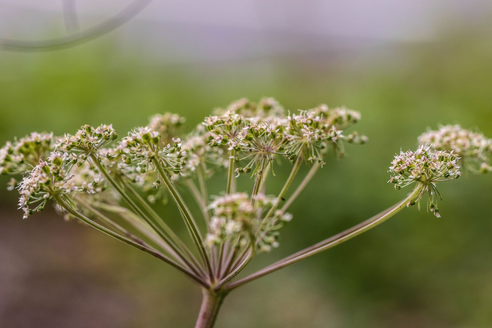 Canon EOS 7D Mark II sample photo. Growth, plant, flower photography