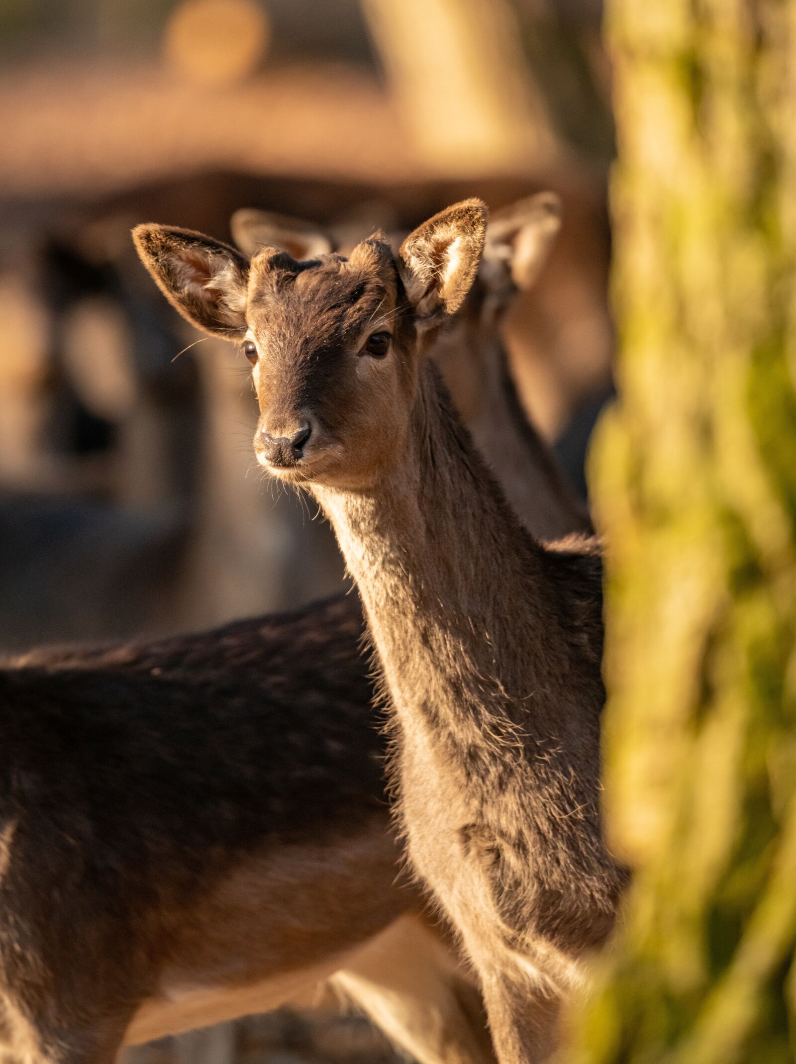 Nikon D850 sample photo. Hart, young, fawn photography