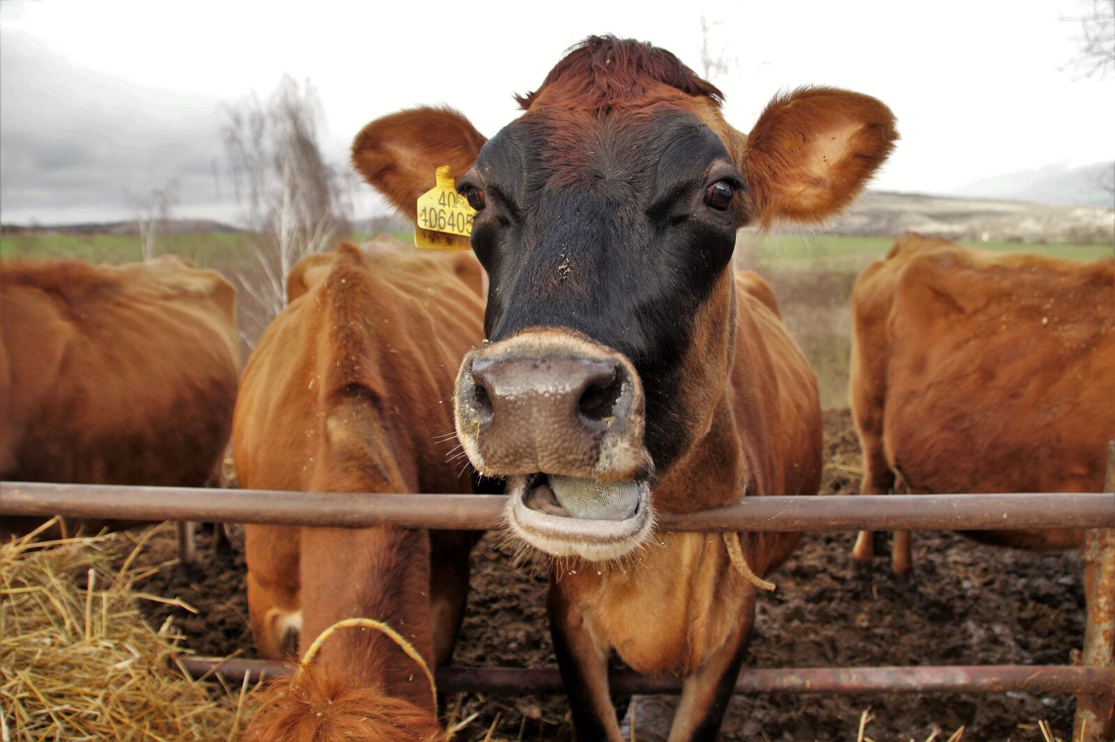 Sony SLT-A58 sample photo. Cow, dairy cow, economic photography