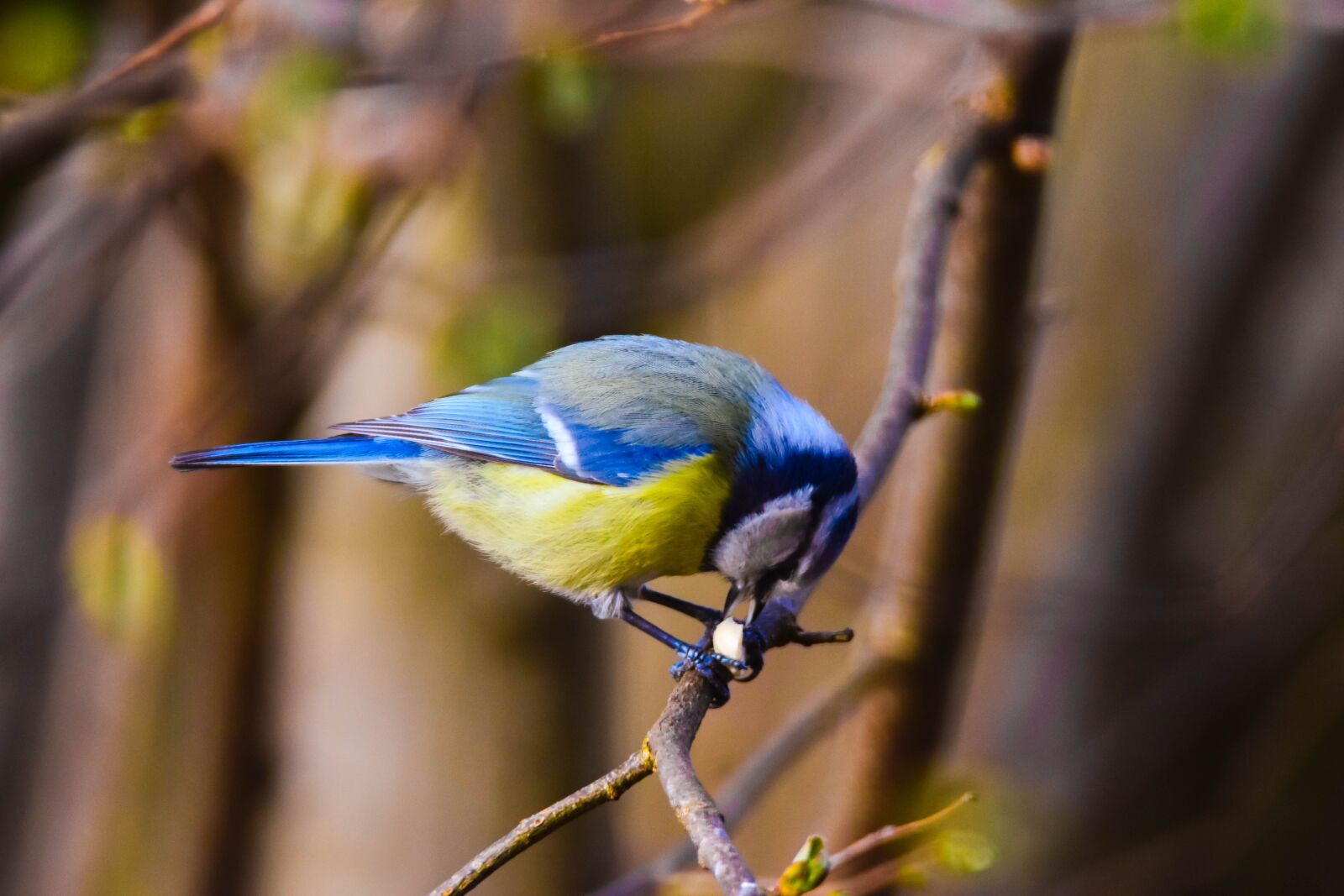 Tamron SP 150-600mm F5-6.3 Di VC USD sample photo. Bird, nature, tit photography