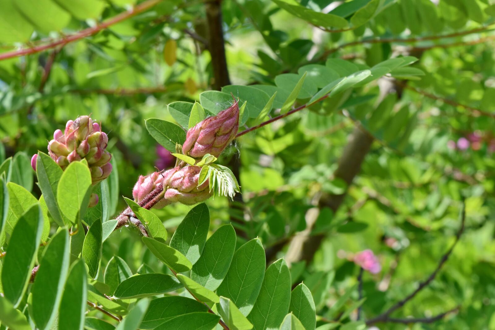 Nikon D5500 sample photo. Acacia, tree, flora, leaf photography