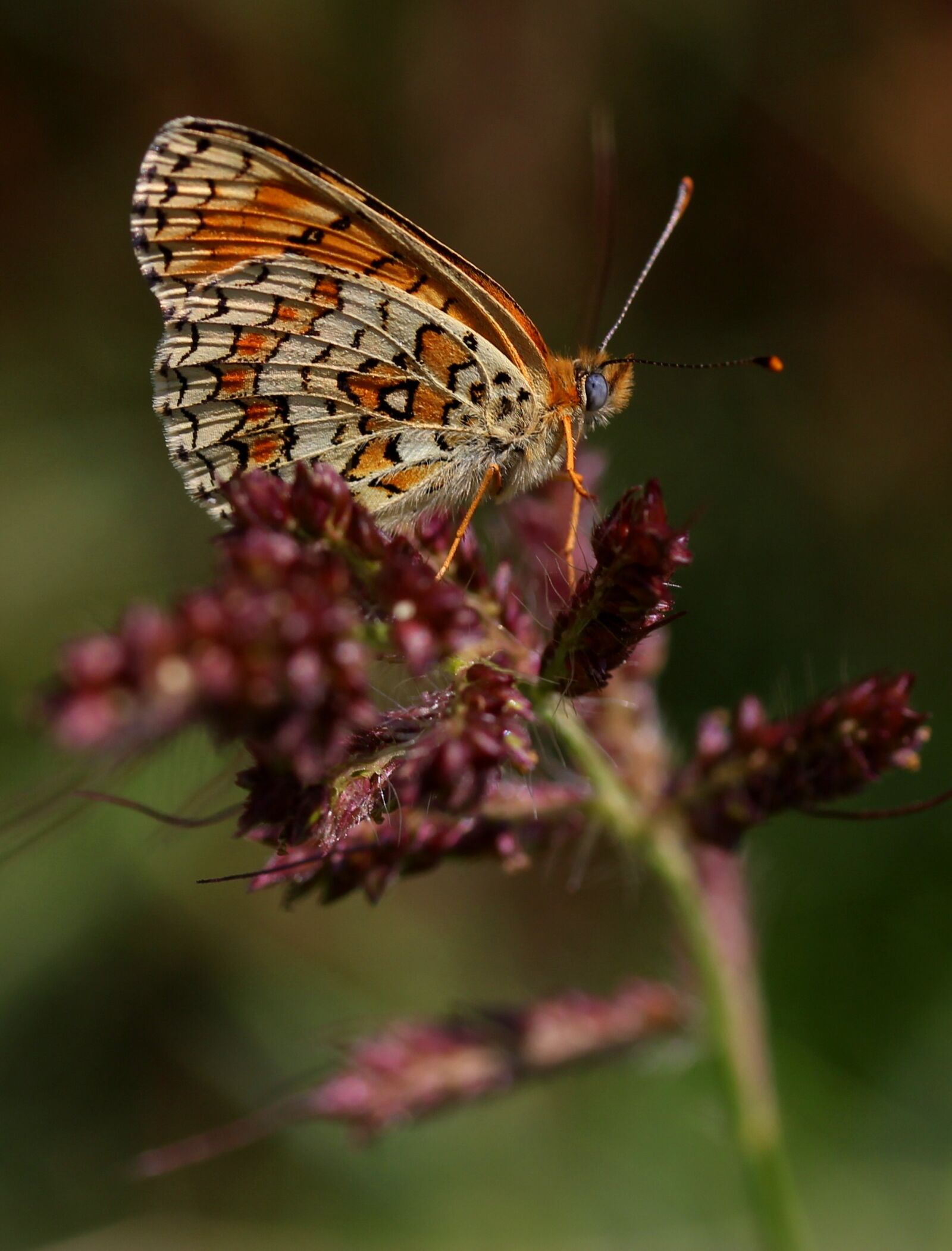 Canon EF-S 60mm F2.8 Macro USM sample photo. Butterfly, coloring, wings photography