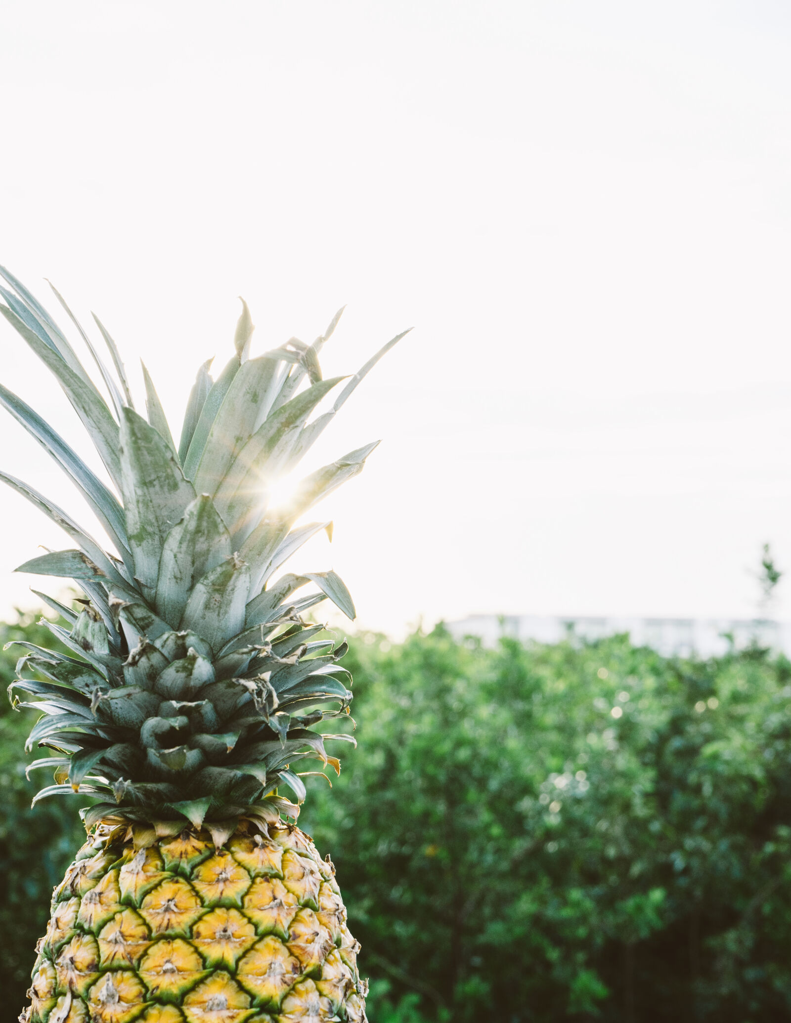 Sony a7 II + Sony FE 28-70mm F3.5-5.6 OSS sample photo. Color, exotic, food, freshness photography