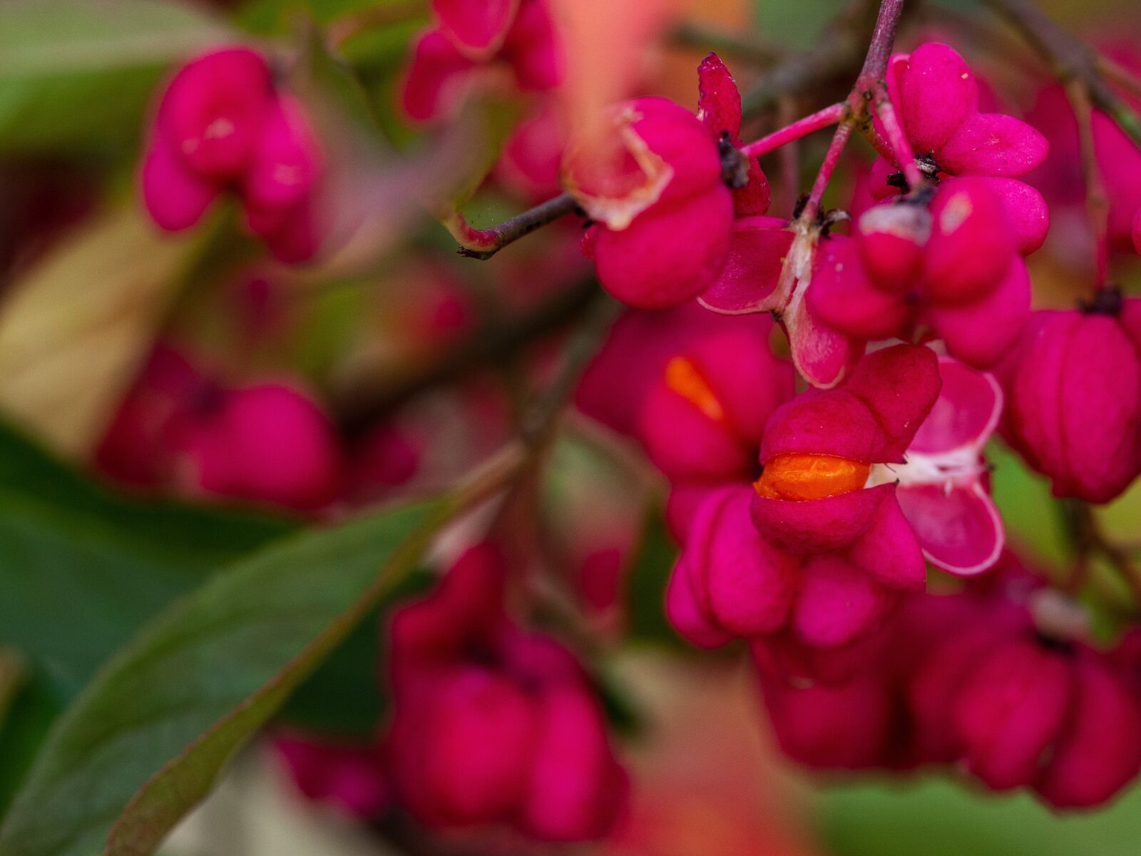 Olympus OM-D E-M10 III sample photo. Spindle, fruits, plant photography