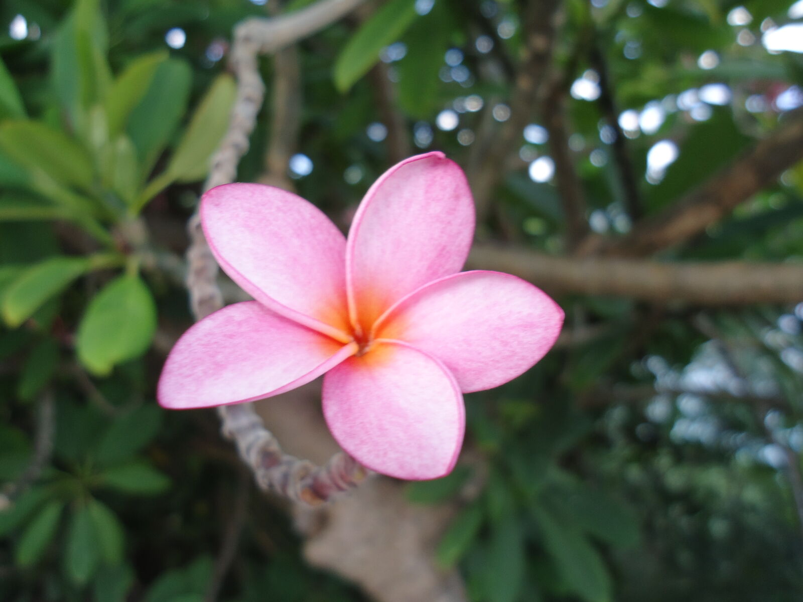 Sony Cyber-shot DSC-W610 sample photo. Flowers, tropical photography