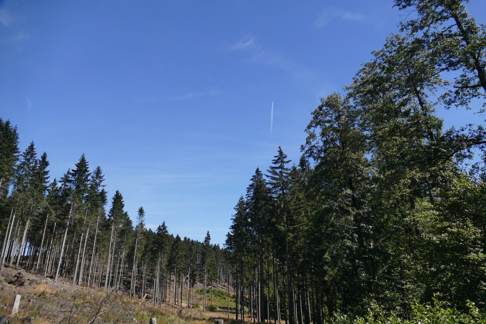 Panasonic Lumix DMC-FZ1000 sample photo. Landscape, braunlage, forest photography