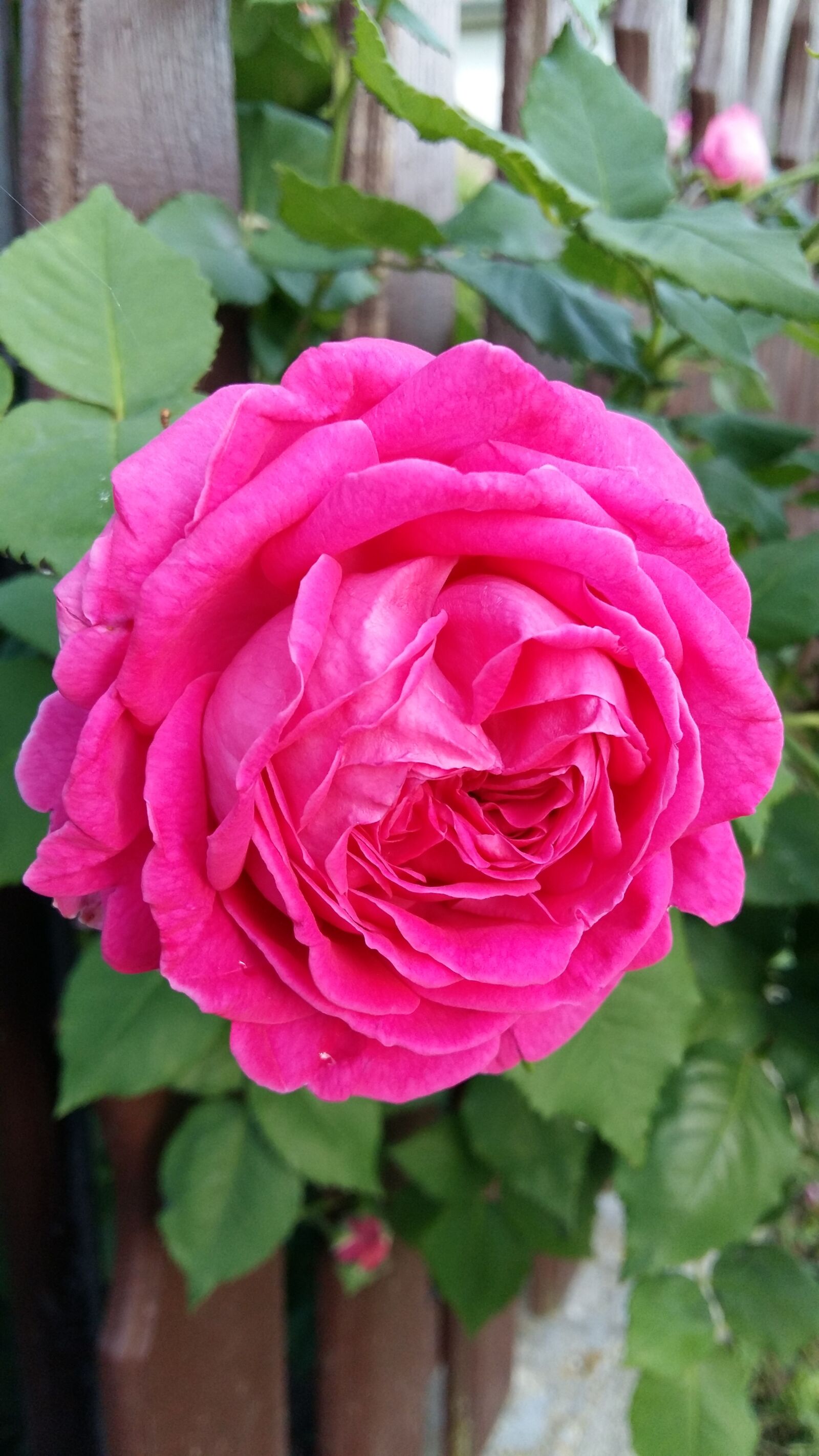 Samsung Galaxy A5 sample photo. Flower, garden, spring photography